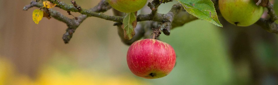 Garden Projects & Outdoor Living